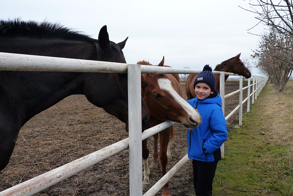 Хотя близкий и хорошо знакомый для нас конный завод «Восход» в Новокубанском районе мы посещали не раз и не два, но не отказали себе в удовольствии съездить пообщаться с прекрасными лошадками еще разок.