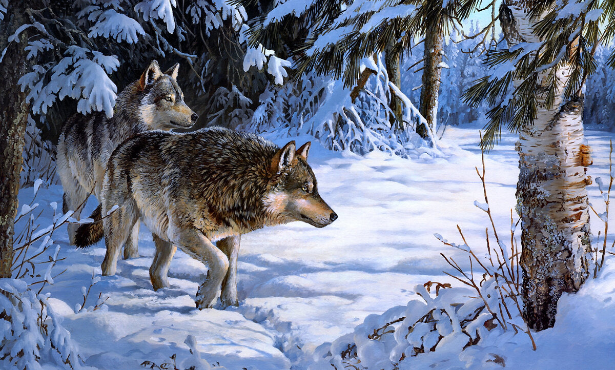 Волки шли по следу.
Источник фото: https://krot.info/uploads/posts/2020-01/1580390198_40-p-foni-s-volkami-zimoi-120.jpg