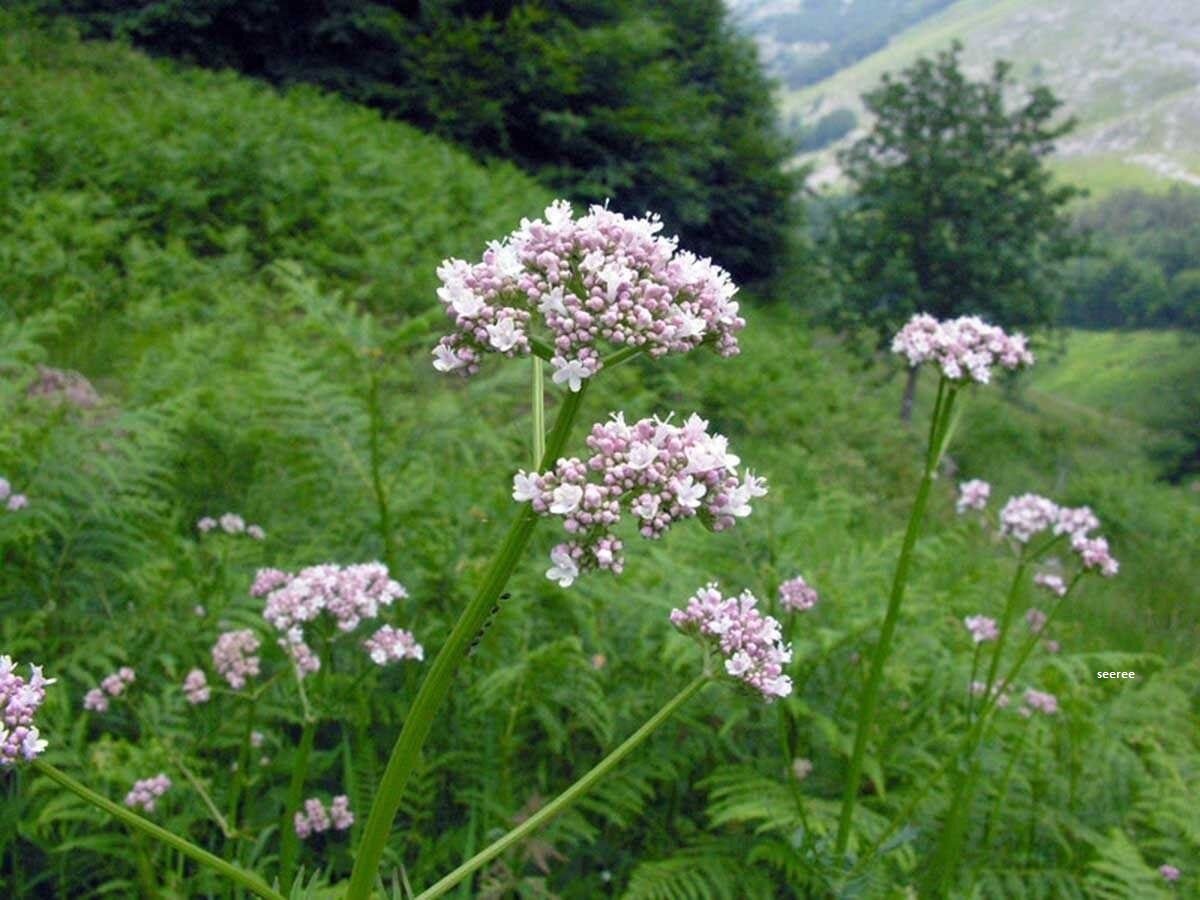 99. Валериана лекарственная - Valeriana officinalis.