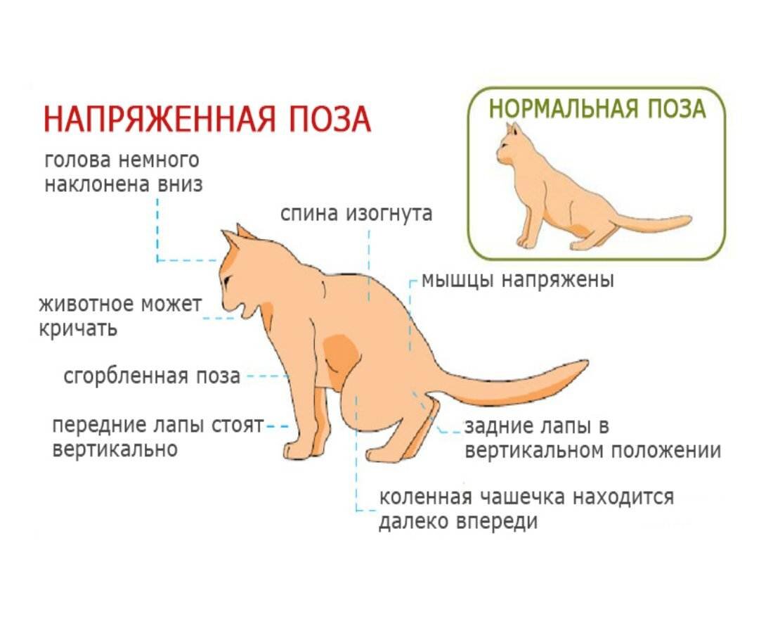 Проблемы кошек