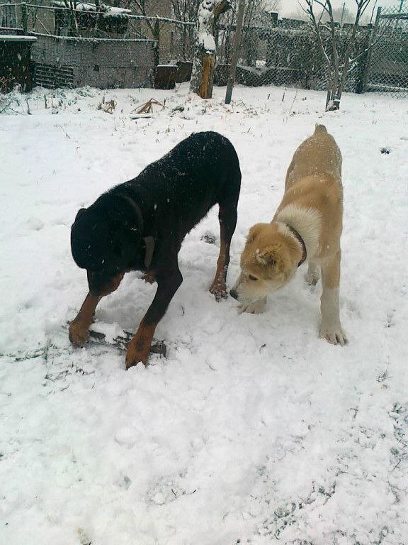 Гром и маленький Миша