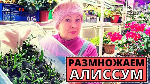 Как размножать АЛИССУМ и другие цветы? Что нужно знать для отличного результата?