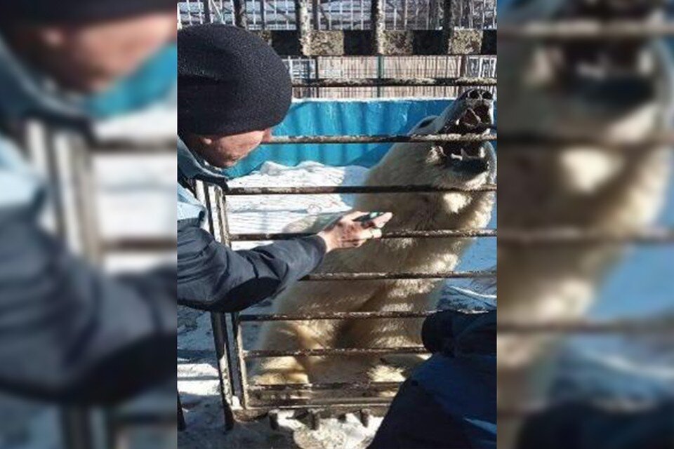     Команда «зубы» и «открой пасть» позволили зоологам оказать помощь медведю. Фото из статьи зоолога пермского зоопарка Ивана Кудреватых