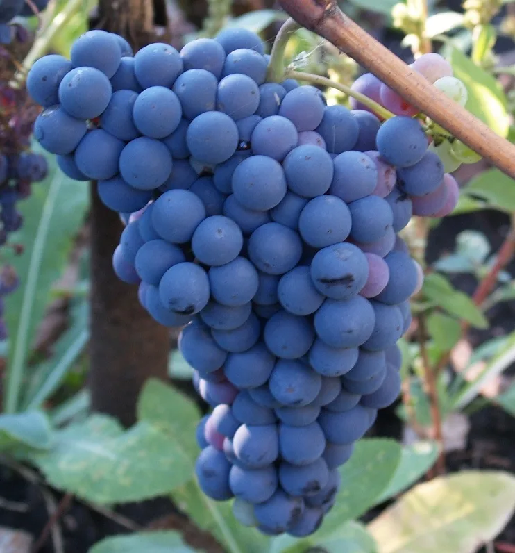 Кишмиш Потапенко