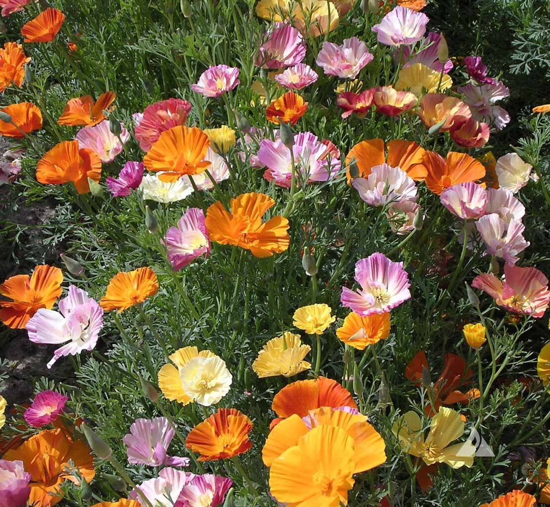 Eschscholzia californica эшшольция Калифорнийская