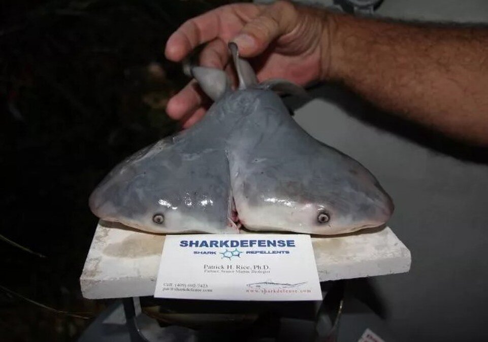     Есть несколько гипотез, которые объясняют, почему сообщений о двухголовых акулах стало больше (по сравнению с прошлым столетием).