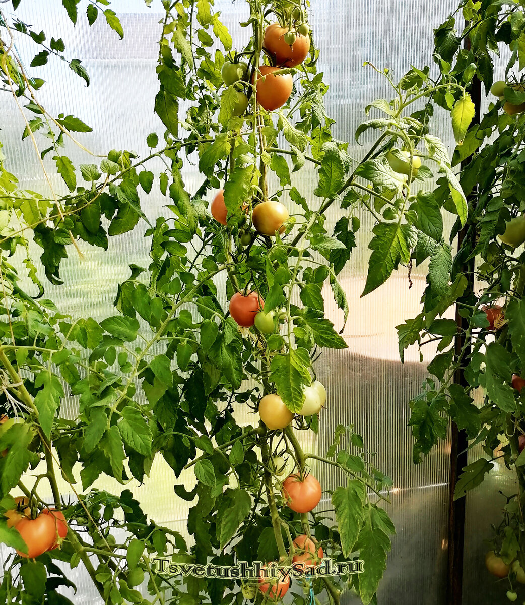 Томат "Неразлучные сердца F1" фирмы Аэлита, 20,08,2022 г. Основной урожай уже собран.