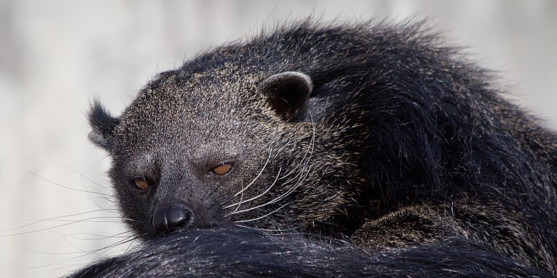 *презрительный взгляд Барсика активирован*