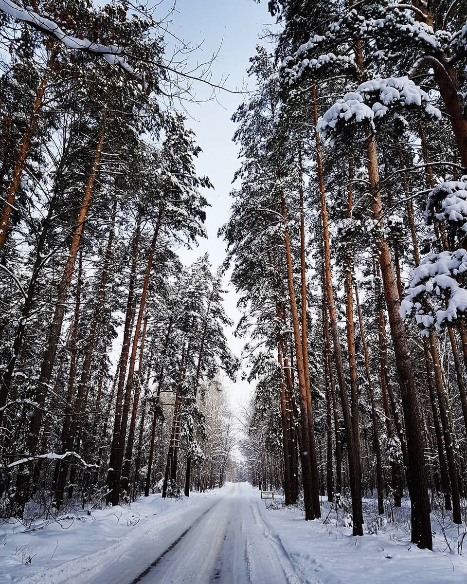 Конец зимы в лесу