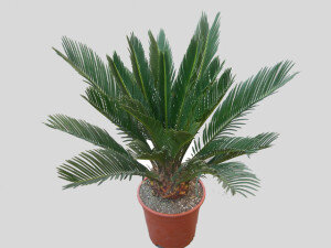 Нельзя использовать слишком жесткую воду. Лучше собирать дождевую или же фильтровать ее предварительно. Так как обычная водопроводная вода содержит большое количество солей, со временем грунт в горшке минерализуется и это приведет к увяданию пальмы.