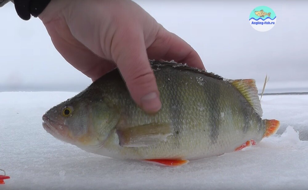 окунь на блесну в глухозимье. обманки в глухозимье на крупного окуня. рыбалка в глухозимье. окунь зимой. ловля окуня на блесну.