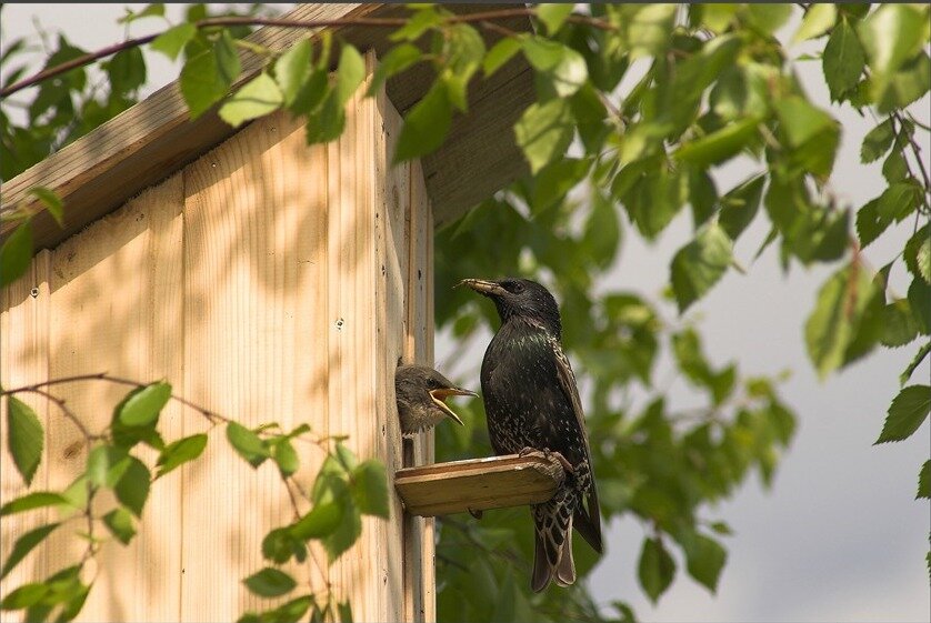 Фото скворцов в скворечнике