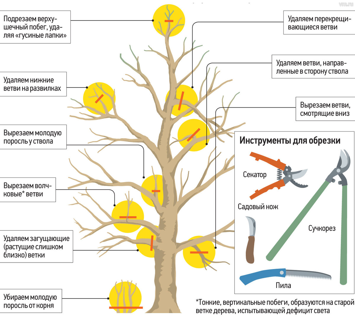 Обрезка молодых плодовых деревьев весной для начинающих в картинках пошагово