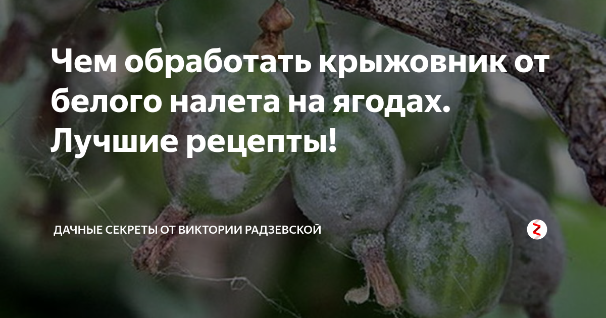 Ягоды крыжовника покрылись белым налетом. Мучнистая роса на крыжовнике. От мучнистой росы на крыжовнике. Препарат от мучнистой росы на крыжовнике. Мучнистая роса на ягодах крыжовника.