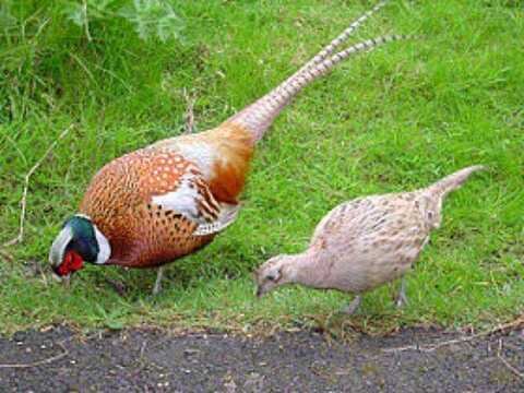 Содержание фазанов. С.П. Бондаренко: полезные советы и рекомендации