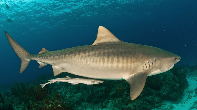 Тигровая акула