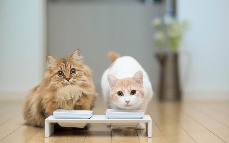 Котики кушают