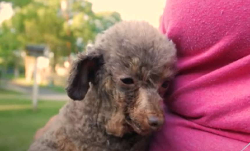 Рядом с новой хозяйкой