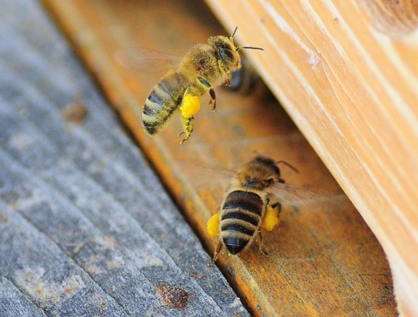 Леток что это. Пчела. Пчела с обножкой. Медовая пчела. Пчелы в улье.