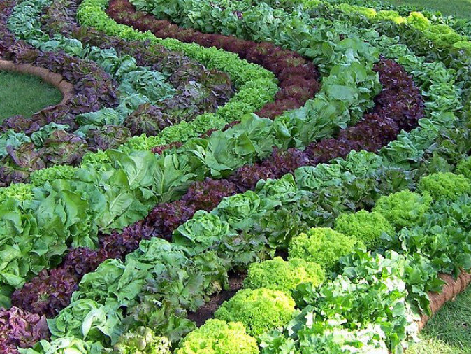 Базилик-удивительная пряность, которая придаст вашему блюду не только вкуснейший аромат но и украсит его. Благодаря приятному аромату базилик можно вырастить даже в помещении. 