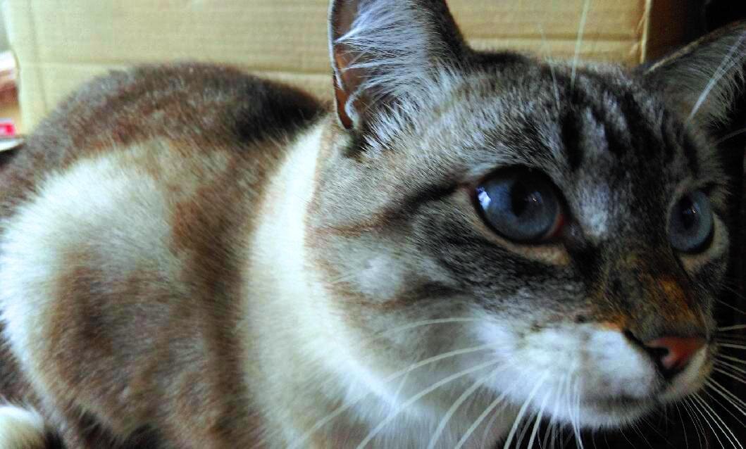 Белка испытывает острую обиду