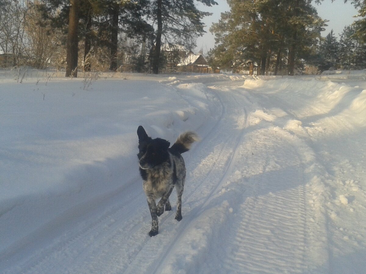 Пират на пробежке.