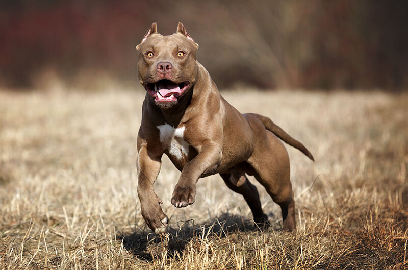 Вес - 16 - 30 кг Высота - 45 - 56 см