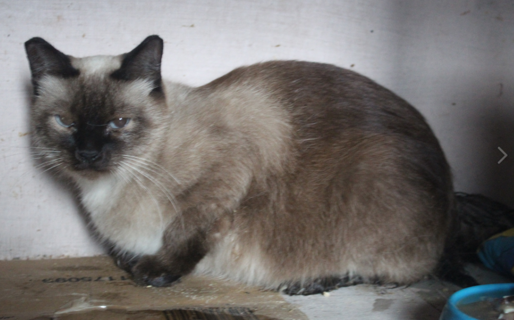 Группа ВК «Забытые животные»