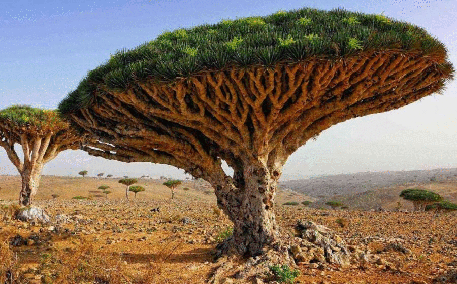 Остров Сокотра