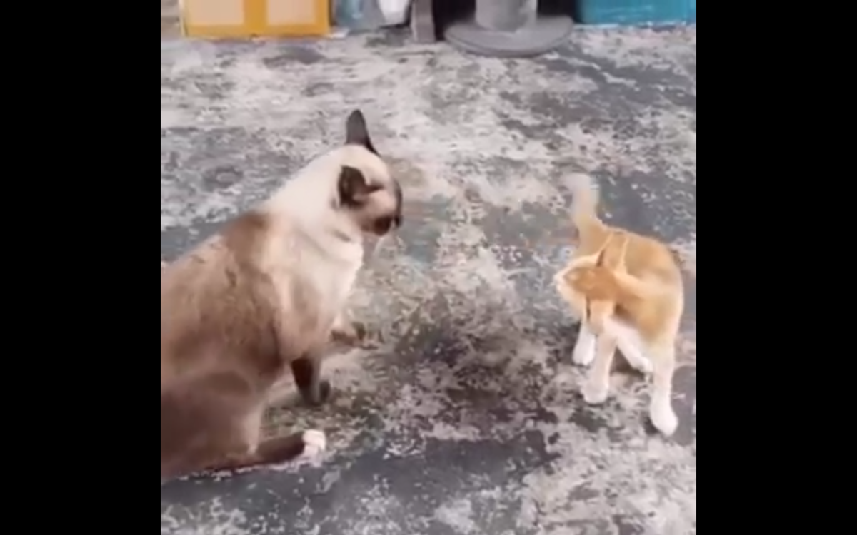 Кадр видео youtube.com/faunashow