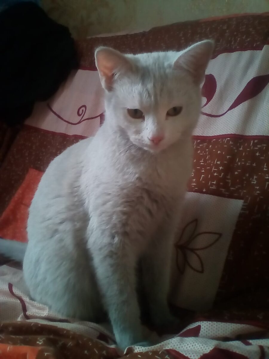 Кот армянин