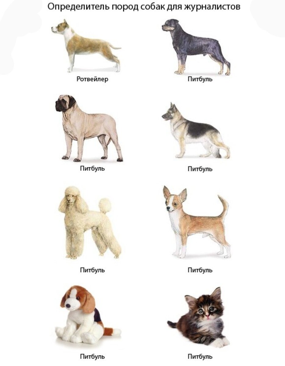 Породы на букву е. Породы крупных собак с фотографиями и названиями 2 класс. Породы средних собак с фотографиями и названиями 2 класс. Собаки породы средних размеров с фотографиями и названиями пород. Средние собаки породы название атлас определитель.