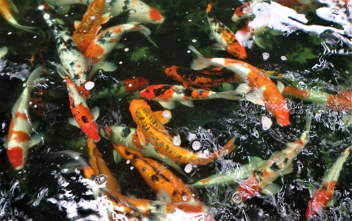 Карпы Кои в садовом пруду. Фото автора