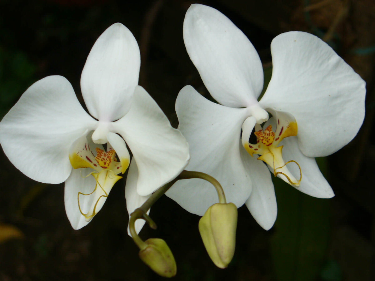 Фаленопсис phal. Фаленопсис amabilis. Фаленопсис Амабилис Phalaenopsis amabilis. Aphrodita фаленопсис Орхидея. Фаленопсис Phal.Aphrodite.