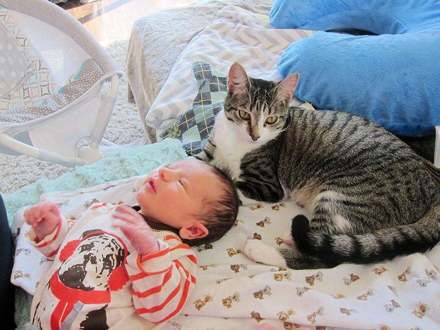 Дом счастливых кошек. Кот и младенец. Кошка для детей. Кошки и Новорожденные дети. Кошка и ребенок в доме.