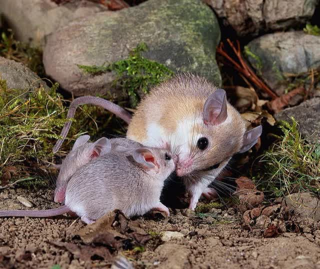 Игольчая мышь пустынная: описание, фото, образ жизни | Hamster, Animals