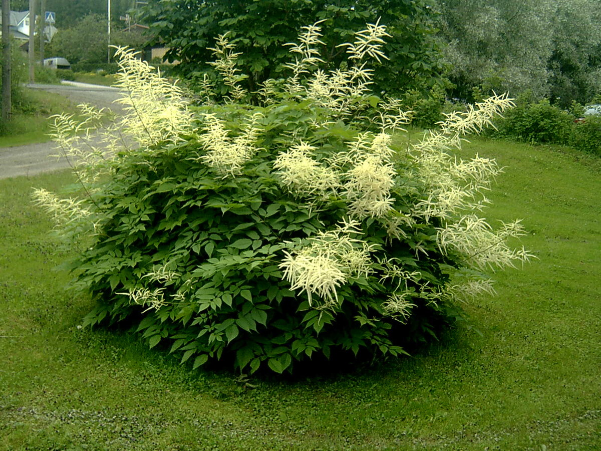 Волжанка китайская (Aruncus sinensis `Zweiweltenkind`)