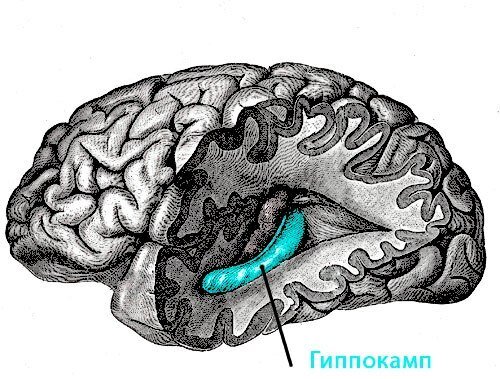 Гиппокамп. Изображение с сайта medicalinsider.ru