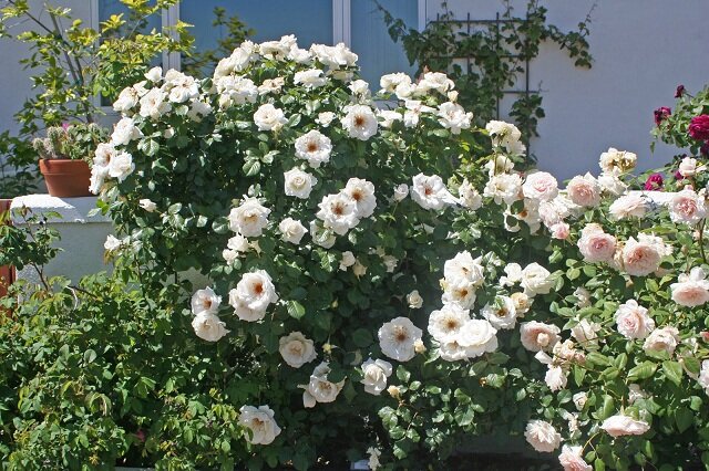 Роза Маргарет Меррил