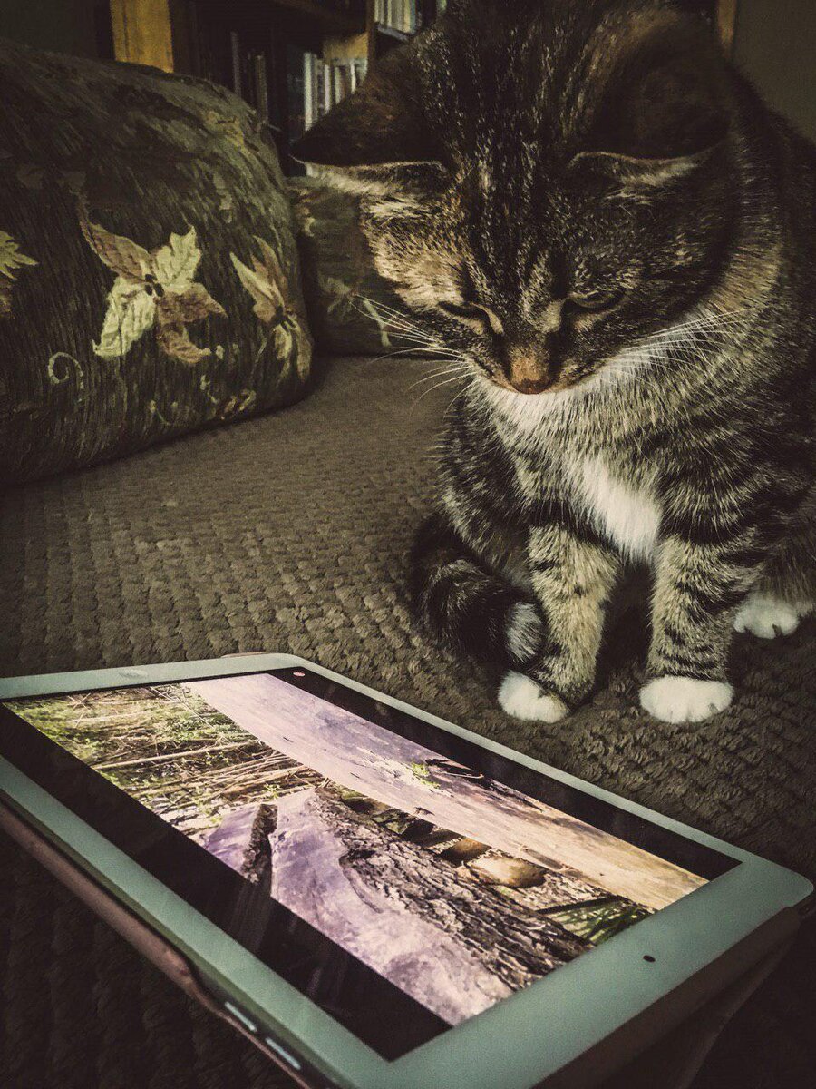 Корица смотрит на белочек