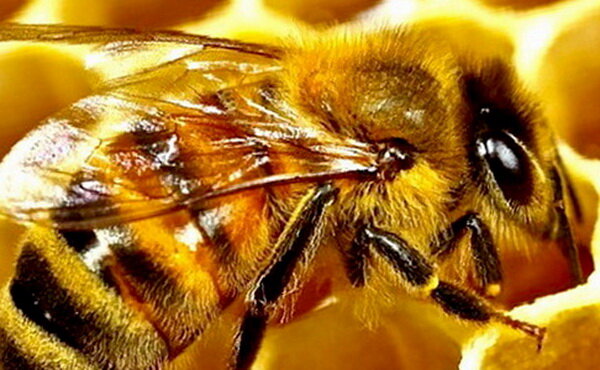 Фото из сервиса Яндекс Картинки