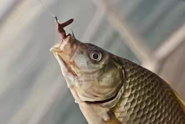 Ловля карася