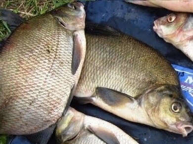 Хотя сало действительно привлекает леща, совсем не обязательно добавлять его в прикормочную смесь.