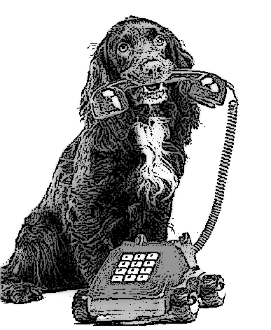 Правильный отдыхающий помнит о питомцах, которые скучают дома