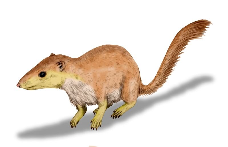 Purgatorius. Рисунок Nobu Tamura, www.palaeocritti.com