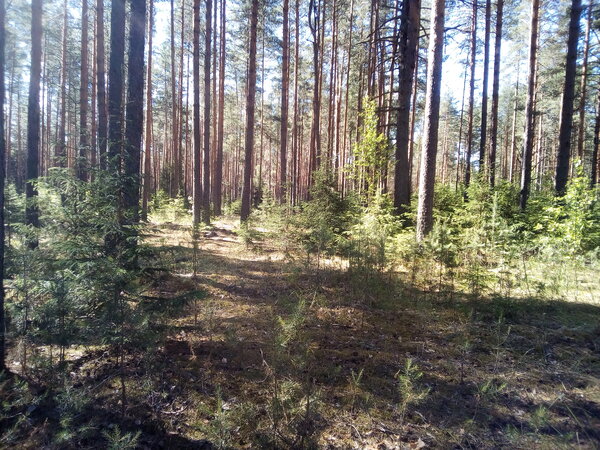 Строю шалаш в лесу \ Жизнь таежная – русский bushcraft
