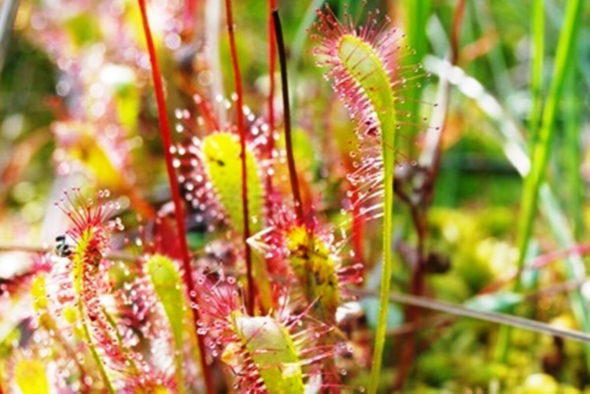 Росянка английская. Фото: Красная книга Тульской области. 