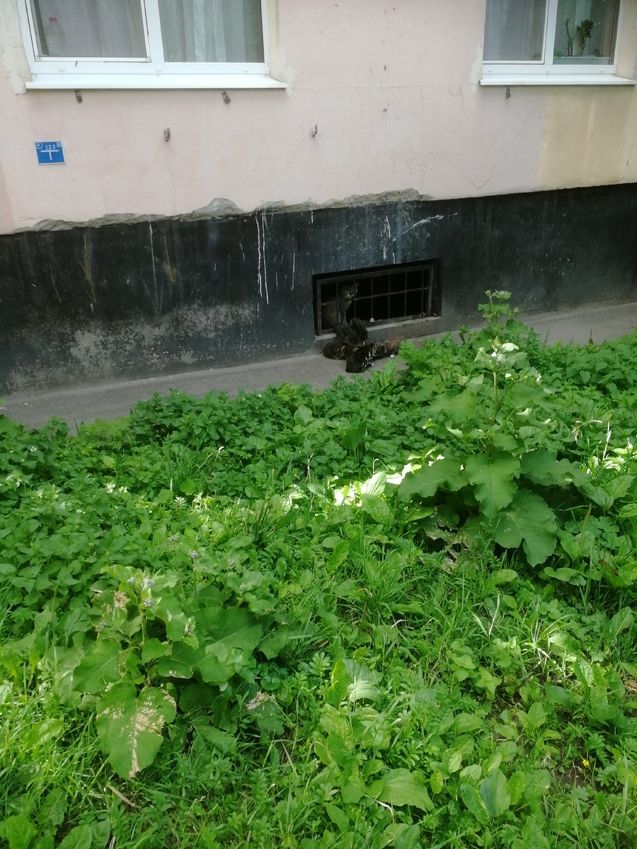 Фото этих котодеток