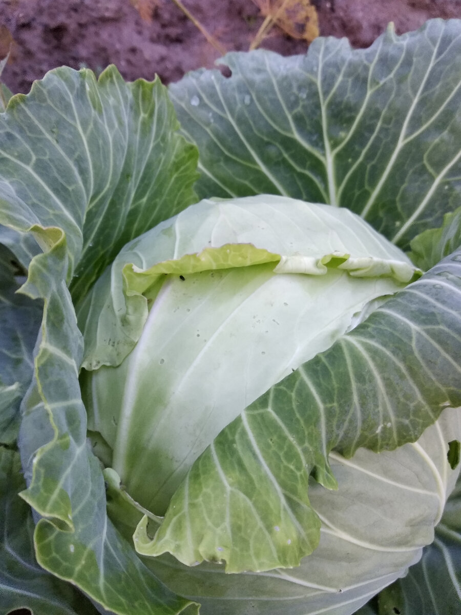 Моя капуста - крепкая, сочная, сладкая.