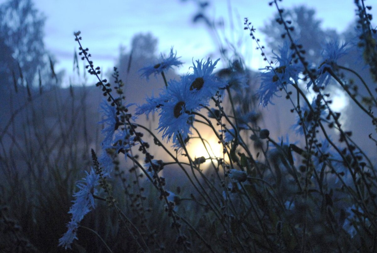 Фотограф - Любочанинова А.В.